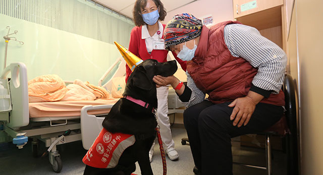 輔助治療犬駐點服務  暖心互動患者好療癒   